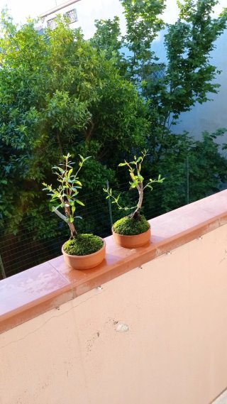 Bonsai di melograno