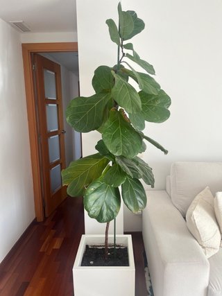 Planta Ficus Lyrata con maceta