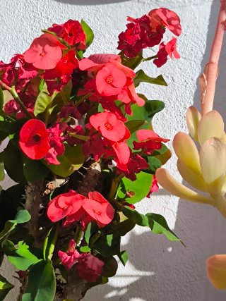 Coronas de Cristo: Rosa Amarilla y Naranja
