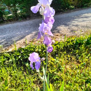 5 rizomi Iris viola azzurro