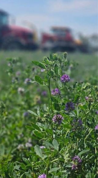 Alfalfa - Planta forrajera
