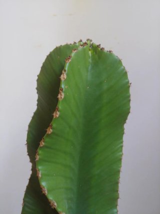 Plantas Cactus Euphorbia Ingens Candelabro