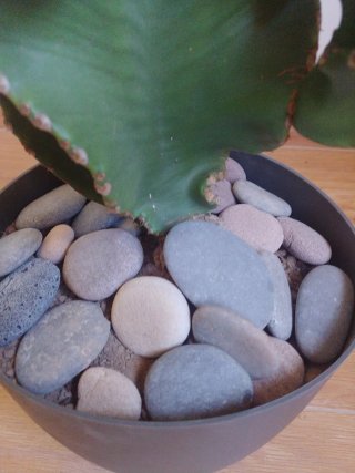 Plantas Cactus Euphorbia Ingens Candelabro