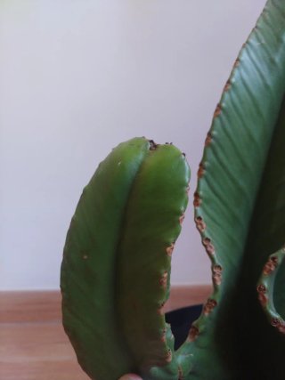 Plantas Cactus Euphorbia Ingens Candelabro