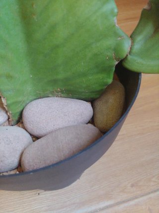 Plantas Cactus Euphorbia Ingens Candelabro