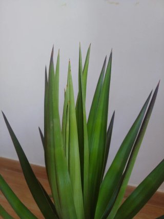 Planta yuca en maceta (no cactus)