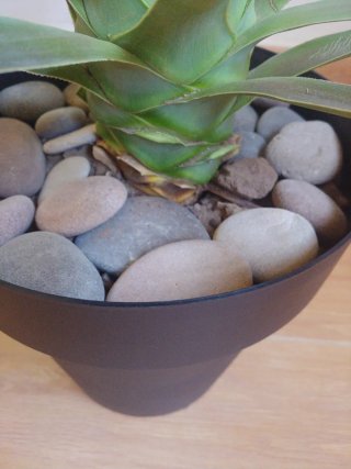 Planta yuca en maceta (no cactus)