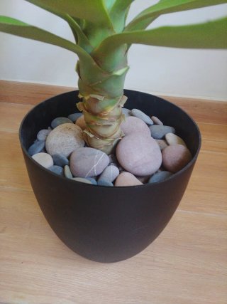 Planta Yuca (no cactus)