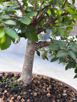 Zelkova Parvifolia (Olmo Chino) Maceta Yixing