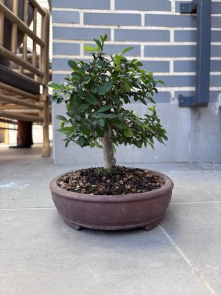 Zelkova Parvifolia (Olmo Chino) Maceta Yixing