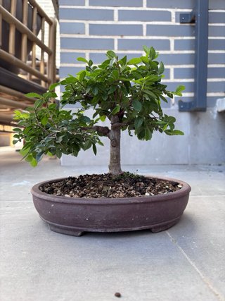 Zelkova Parvifolia (Olmo Chino) Maceta Yixing