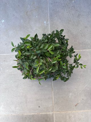Zelkova Parvifolia (Olmo Chino) Maceta Yixing