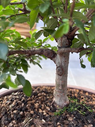 Zelkova Parvifolia (Olmo Chino) Maceta Yixing