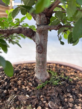 Zelkova Parvifolia (Olmo Chino) Maceta Yixing