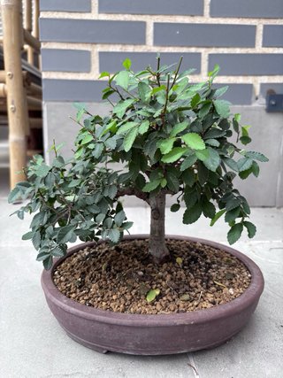 Zelkova Parvifolia (Olmo Chino) Maceta Yixing