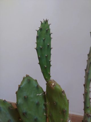 Planta Cactus Opuntia en maceta