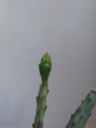 Planta Cactus Opuntia en maceta