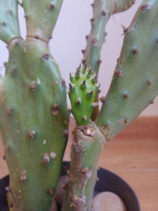 Planta Cactus Opuntia en maceta