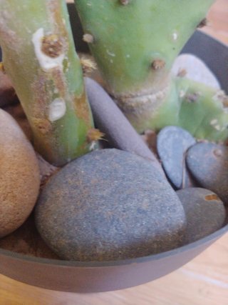 Planta Cactus Opuntia en maceta