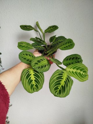 Planta Maranta Leuconera Limon