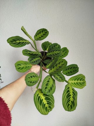 Planta Maranta Leuconera Limon