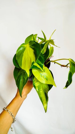 Planta Philodendron Brasil variegada