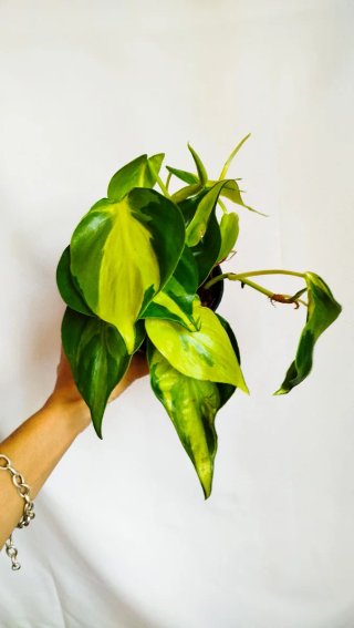 Planta Philodendron Brasil variegada