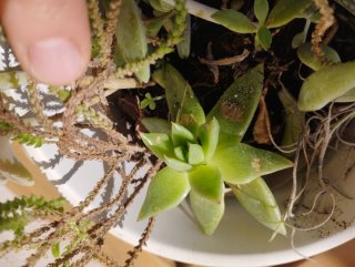 Suculentas variadas en maceta cerámica