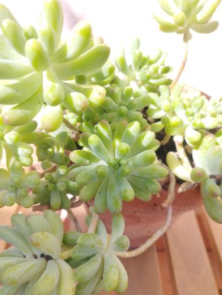Sedum pachyphyllum en maceta terracota