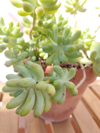 Sedum pachyphyllum en maceta terracota