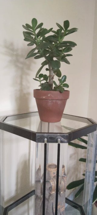 Árbol de Jade (Crassula ovata) en maceta