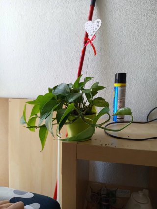 Planta Potos en maceta verde