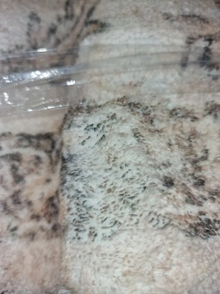 Alfombra 140x200 cm Beige de pelito suave