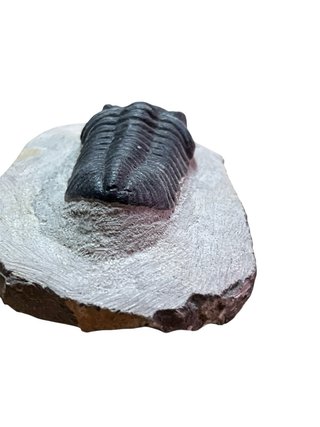 Fósil Trilobites en Roca