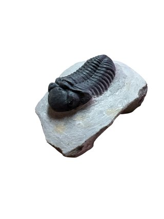 Fósil Trilobites en Roca