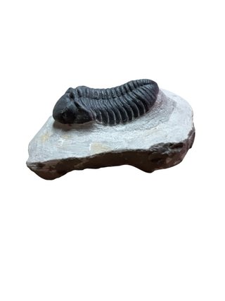 Fósil Trilobites en Roca