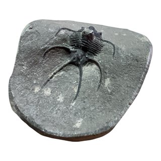 Trilobite en Matriz Fósil