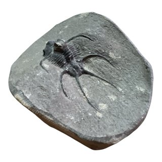 Trilobite en Matriz Fósil