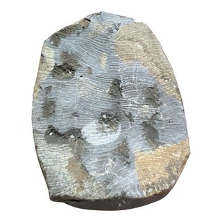 Trilobite en Matriz Fósil