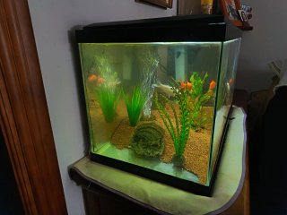 Acuario de 60 litros
