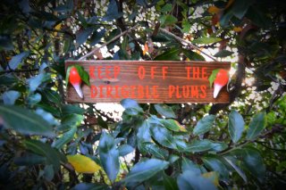 Cartel de madera Dirigible Plums