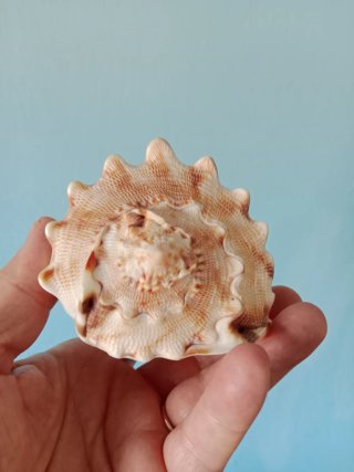 Caracola Cassis
