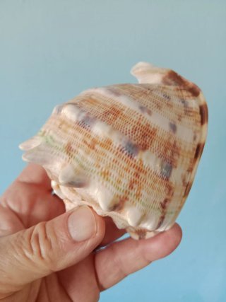 Caracola Cassis