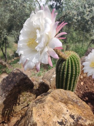 Cactus con flor blanca y rosa