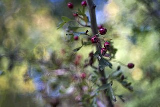 Macro PENTACON 80/2.8 VS TRIOPLAN