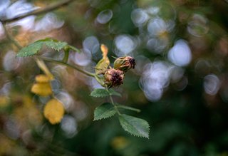 Macro PENTACON 80/2.8 VS TRIOPLAN