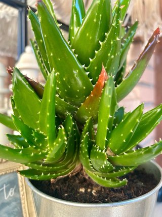 Aloe distens en maceta metálica