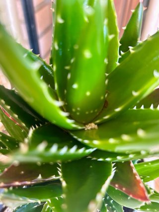 Aloe distens en maceta metálica