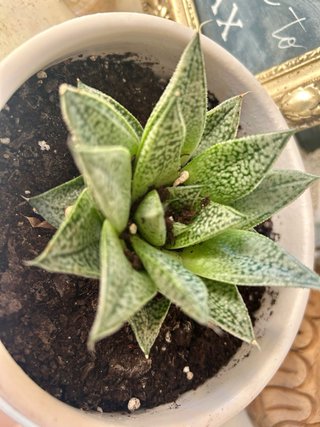 Planta Suculenta en Maceta Cerámica Blanca