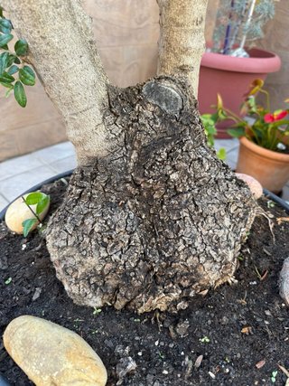 Bonsai Olivo 25 años